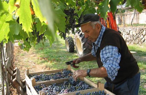 Oprichter Stefano Accordini aan het oogsten