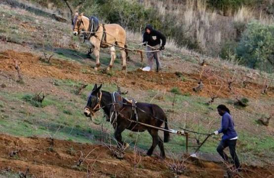 Werk in de wijngaarden